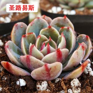 多肉 多肉植物圣路易斯办公室防辐射 小多肉果冻萌物 新手易养