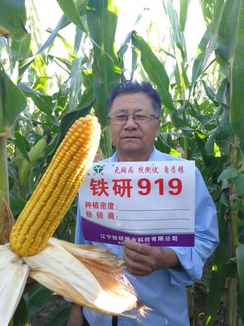 铁研919(玉米新品种) 测土施肥=高产高效