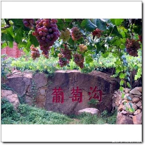 吐鲁番之旅第一站:葡萄沟风景区