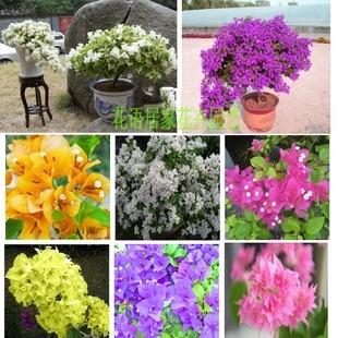 盆栽三角梅花 新品种三角梅 九重葛苗 簕杜鹃花 三角花多种颜色