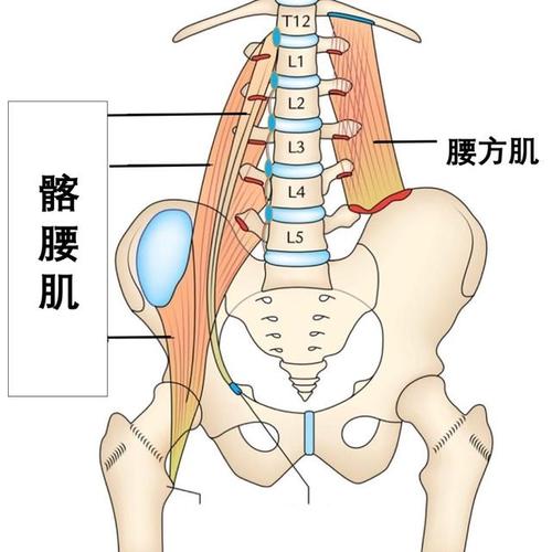髂腰肌和腰方肌位置示意图