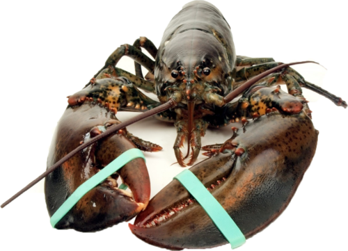 frozen iqf slipper lobster in viet nam good tasted
