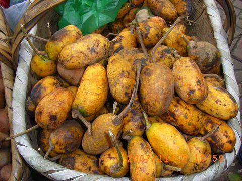 牛卵子的籽可以吃吗