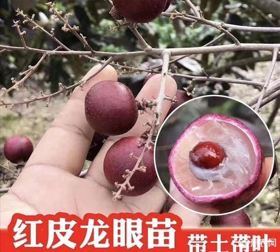 红皮龙眼苗