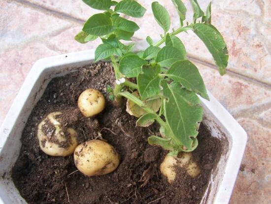 夏天可以种土豆吗土豆适合在3月8月种植
