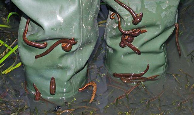 蚂蝗对人有益还是有害不小心吞进肚子里的话会大量快速繁殖吗