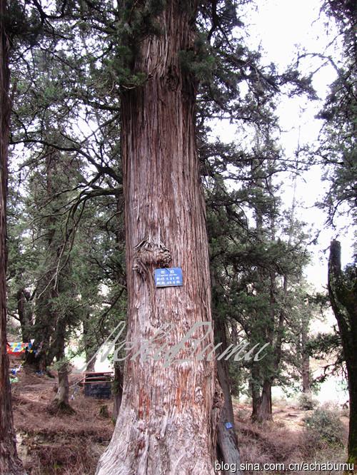 世界柏树王(大柏树)