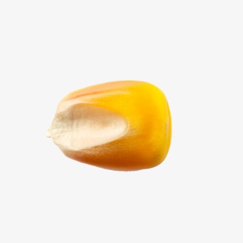 实物一颗熟玉米粒