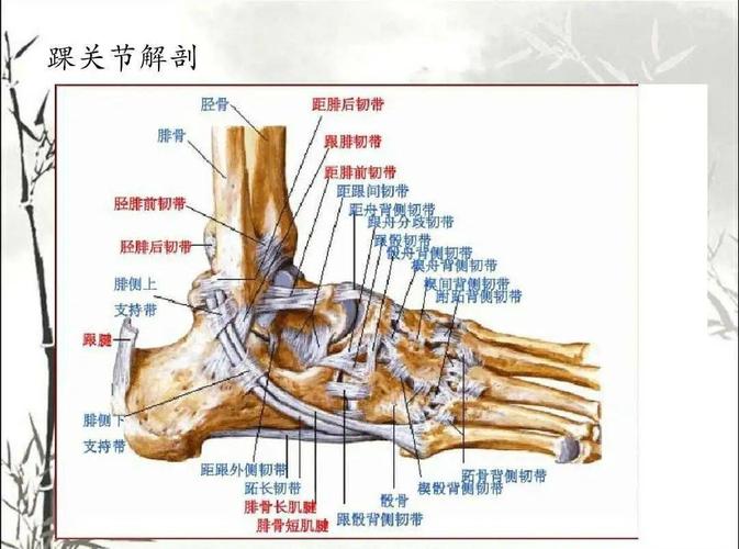 其中外侧副韧带由3束组成,由前向后分别是距腓前韧带,跟腓韧带和距腓