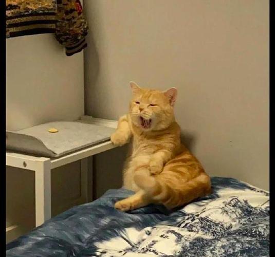 猫咪坐在床尾爪子还搭在桌子上,一副大佬的坐姿,要成精的节奏吗