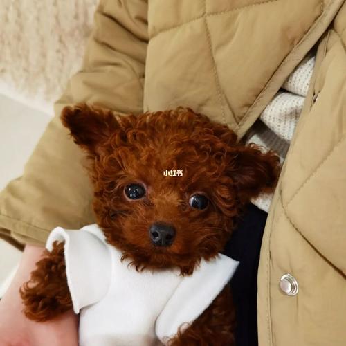 爱笑的修98_泰迪_迷你小泰迪_宠物_狗_晒狗