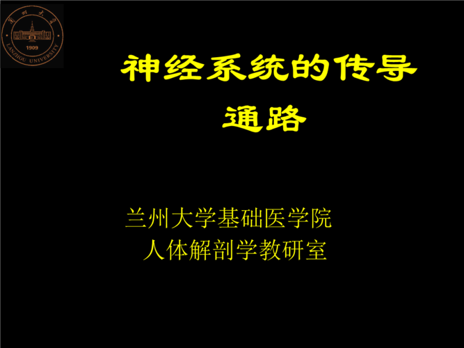 30神经系统传导通路.ppt