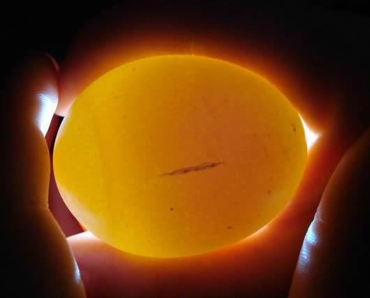 相关阅读:     孵化胚胎发育正面照蛋图     孵化胚胎发育背面照