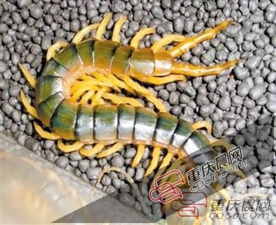 惊7条蜈蚣和1只蝎子从英国爬到重庆