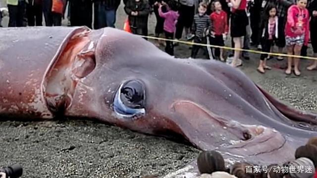 蓝血大王酸浆鱿,吃鲨鱼,敢激战40