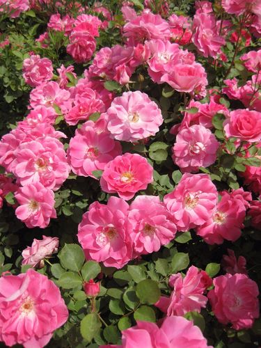 五月花开渭河滩