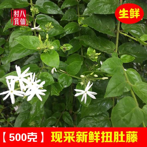 新鲜扭肚藤 现采谢三娘 白花茶白金银花假素馨中草药左扭肚毛毛茶