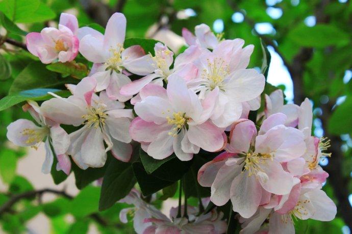 西府海棠&垂丝海棠