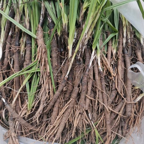 贵州省草药材仙茅根500g包邮原药独脚仙茅苗地棕根独角仙毛仙矛