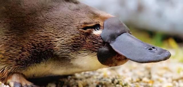 近看像鸭子,远看像海狸,怪模怪样的鸭嘴兽,充满了未知
