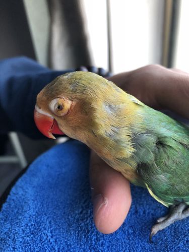 求大神看看牡丹鹦鹉眼睛