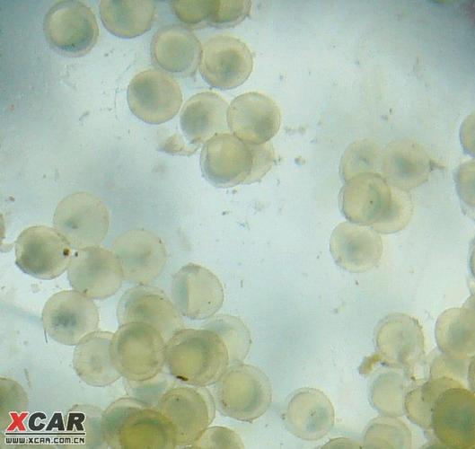 我的金鱼昨天产卵了,看看.(更新人工授精方法)