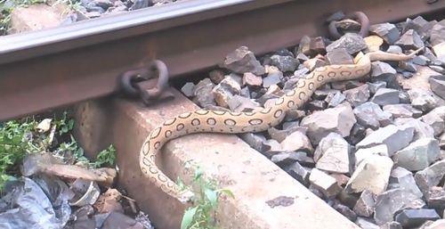 妇人在轨道边捡垃圾,意外发现一条花蛇,仔细一瞧乐开了花