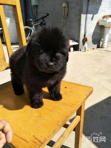 纽芬兰幼犬找新家