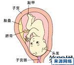 怀孕第32周胎儿发育图