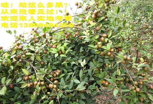 高产油茶苗/茶油树苗/湖南新品种油茶苗/湘林系列油茶苗/湘林69