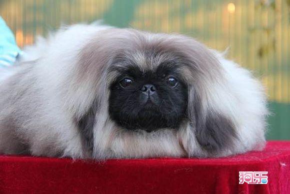 双冠赛级顶级血统京巴幼犬签订协议质保三年公母可选可送货