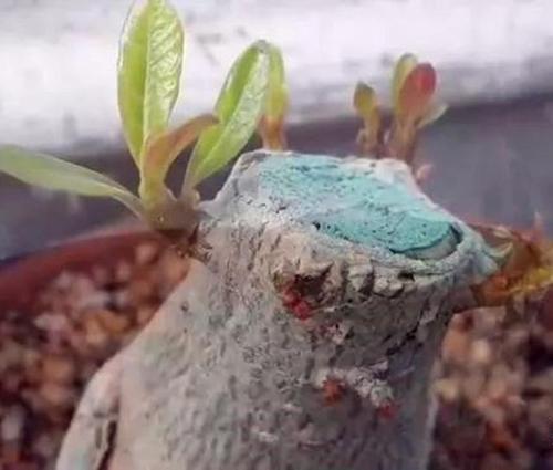 沙漠玫瑰修剪后,别做错2件事,否则新叶发黑卷曲