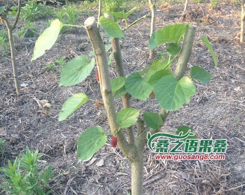 果桑采果后的管理