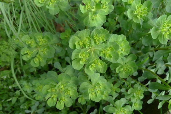 地里飘来五朵云