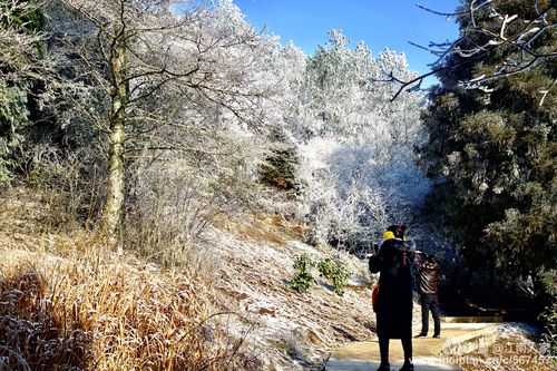 一场春雪,一次偶然的相遇,景宁,敕木山