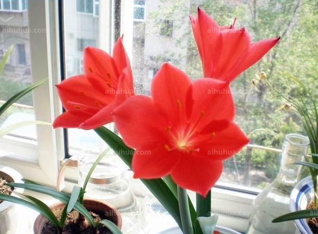 紫根兰图片_开花的紫根兰图片大全 - 花卉网