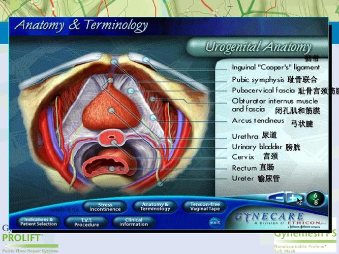女性盆腔解剖ppt
