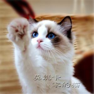 猫舍出售 布偶猫 活体 幼猫 海豹双色 蓝双色 奶油色 cfa 宠物猫