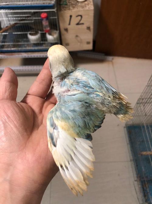 吃奶的牡丹鹦鹉,薰衣草,蓝闪紫闪.