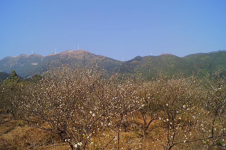 大沙梅花节赏梅