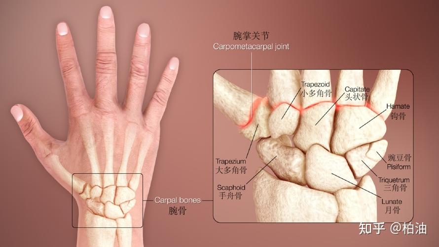 手腕,也叫腕关节,是一个由多关节组成的复杂关节, 桡腕关节,腕骨间