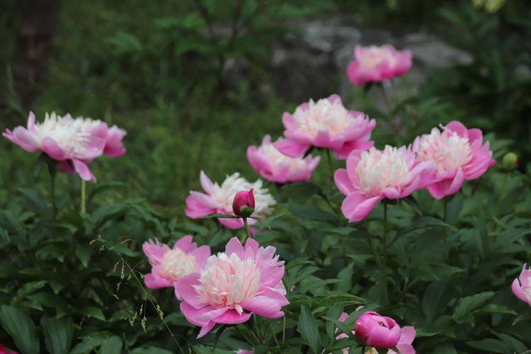 芍药～扬州市花