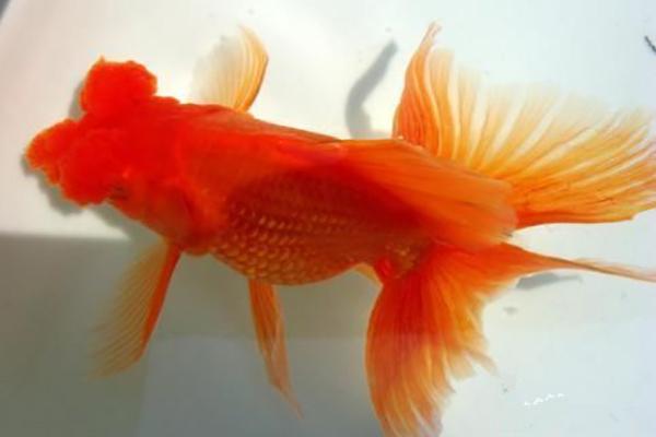 绒球金鱼绣球中国金鱼品种图解