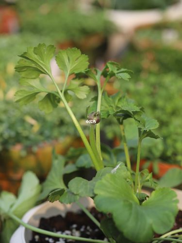 已经有一部分花毛茛出花苞了_花毛茛_家居家装_家居
