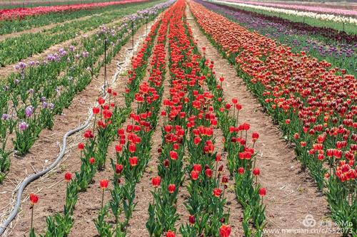北辰双街花卉博览园