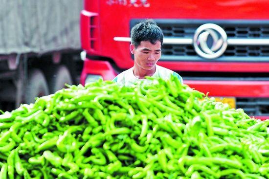 椒贱伤农-产地新闻-中国辣椒网