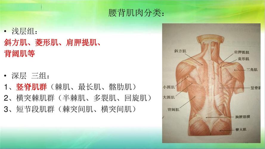 腰背肌肉 ppt - 副本