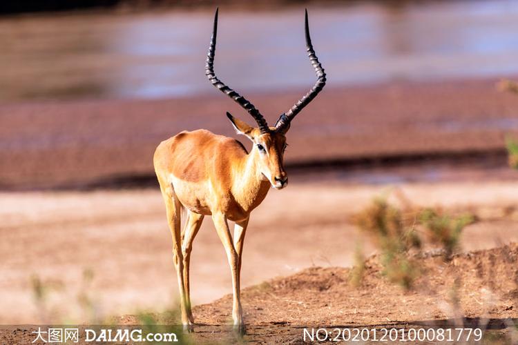 转角羚羊特写高清摄影图片