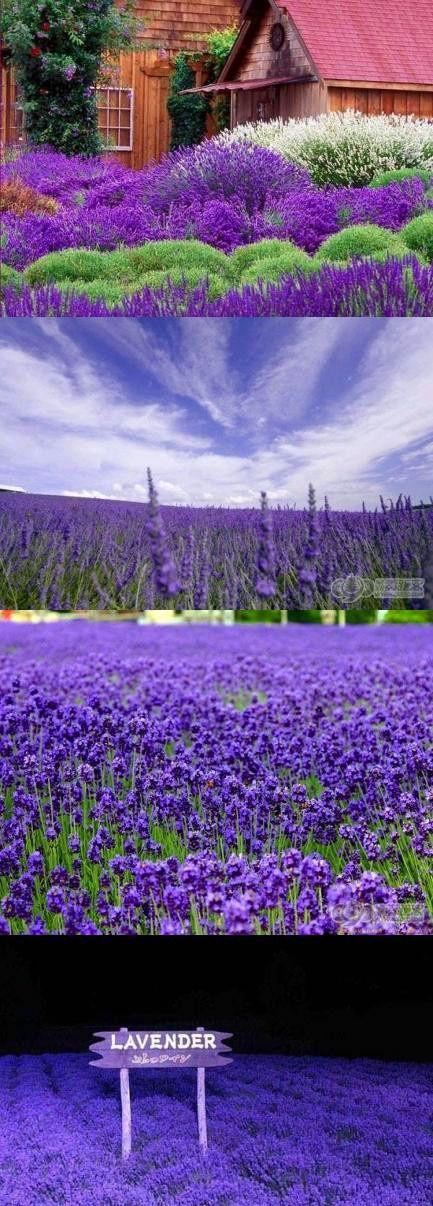 薰衣草花海