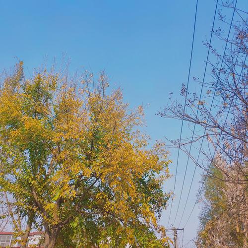 冬日桑树